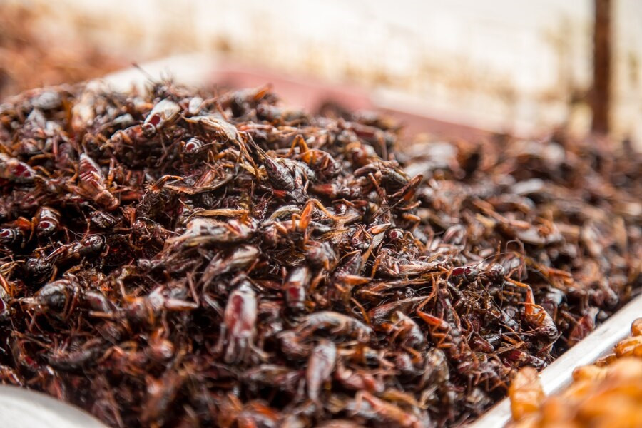 The Health Benefits of Eating Insects