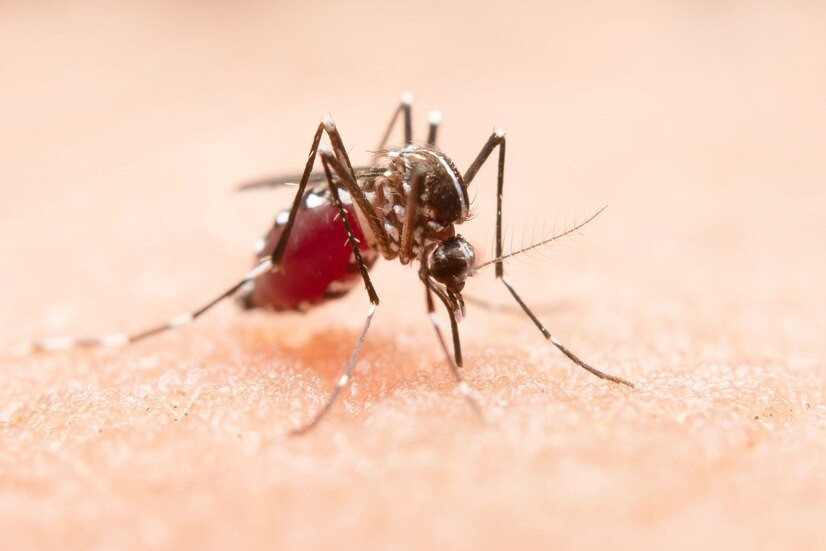 Myth or Fact: Can HIV Be Transmitted Through Mosquito Bites?