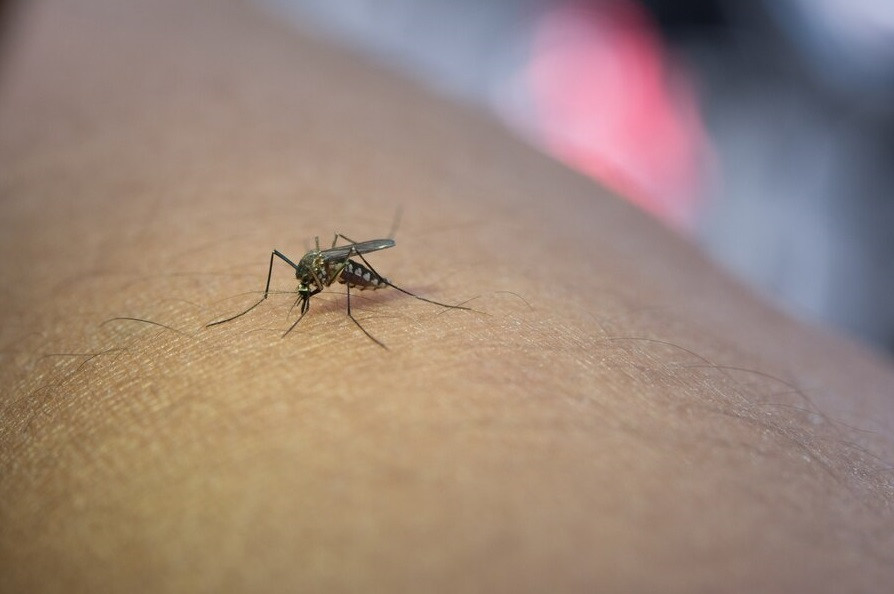 Sudah Pernah Chikungunya Akankah Terinfeksi Kembali?