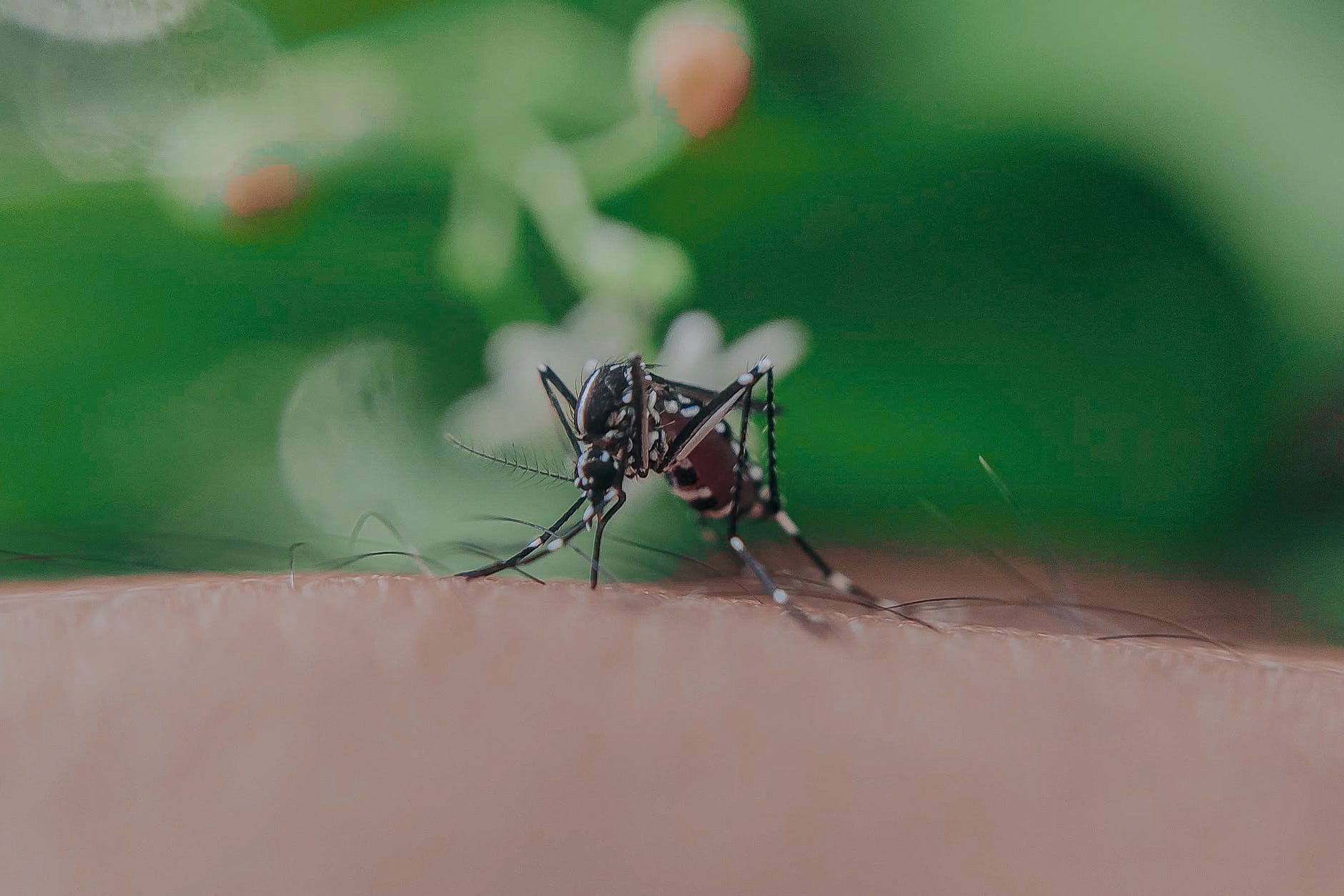 Waspada Gigitan Nyamuk Pada Bayi dan Anak