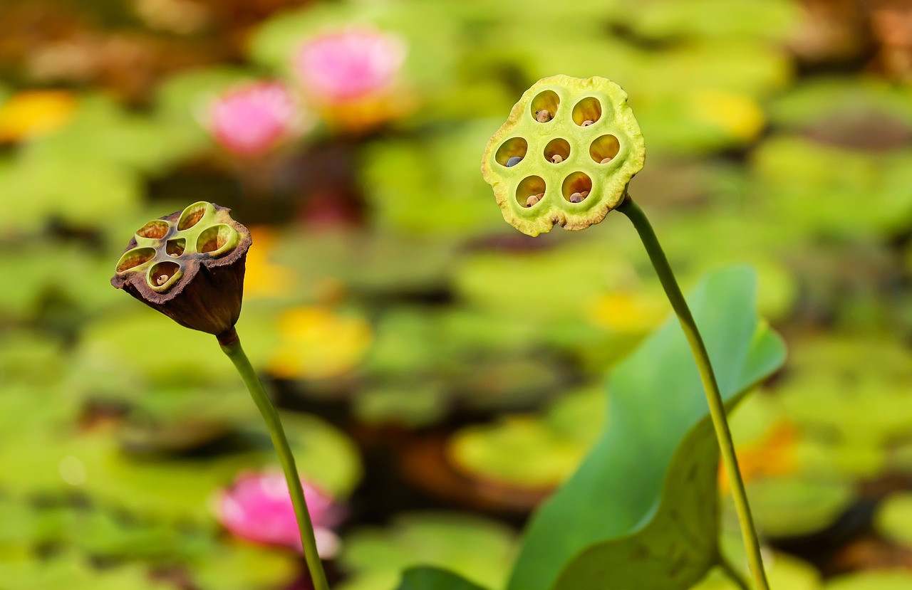 Yuk Kenalan dengan Trypophobia!